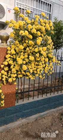 250厘米重瓣黄木香