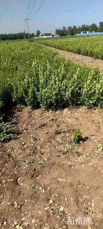 高度50厘米胶东卫矛