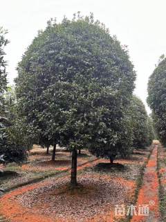 冠幅180厘米桂花球