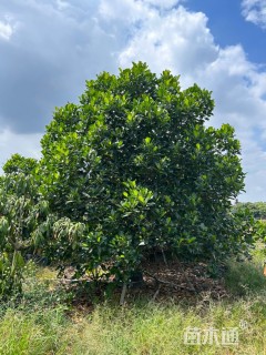 15公分菠萝蜜