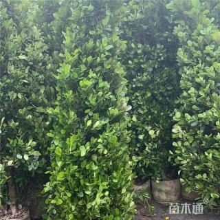 高度150厘米火山榕