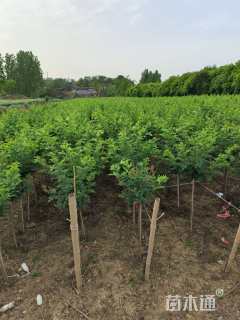 高度150厘米蔷薇