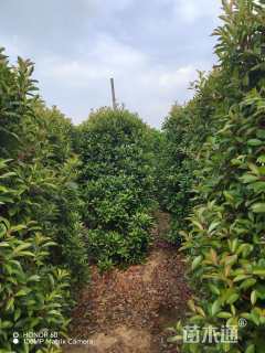 高度280厘米红叶石楠柱