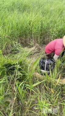 高度70厘米芦苇
