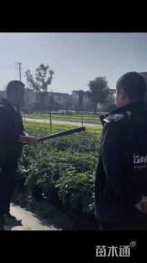 高度30厘米霍香蓟