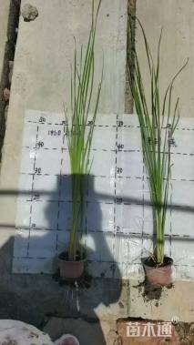 高度50厘米香蒲