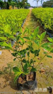 高度25厘米巴西野牡丹