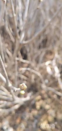 高度150厘米丁香