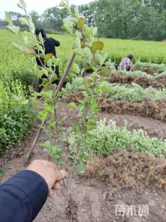 高度50厘米胶东卫矛