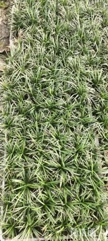 高度10厘米玉龙草