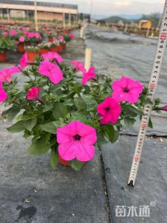 高度30厘米矮牵牛