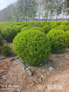 冠幅80厘米小叶黄杨球