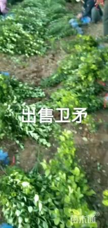 高度40厘米胶东卫矛