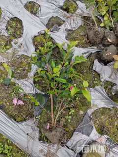 高度20厘米茶梅