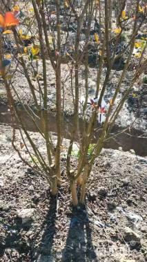 高度280厘米天鹅绒紫薇