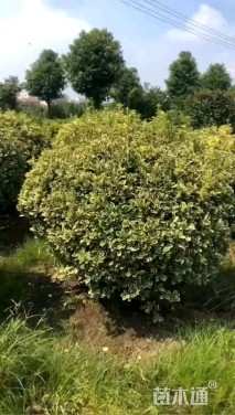 冠幅150厘米金边黄杨球