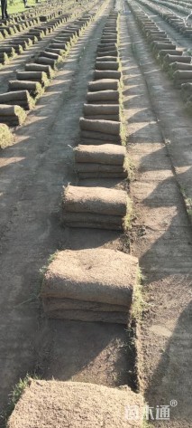 草卷状天堂草