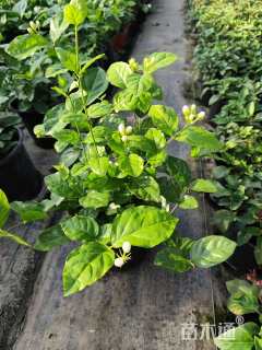 高度25厘米茉莉花