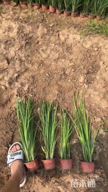 高度50厘米西伯利亚鸢尾