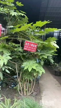 高度2000厘米毛鹃