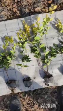 高度40厘米金森女贞