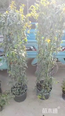 130厘米风车茉莉