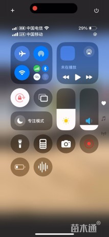 高度60厘米侧柏小苗