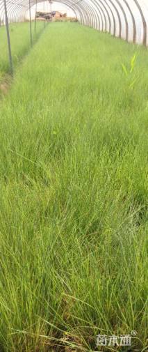 高度30厘米粉黛乱子草