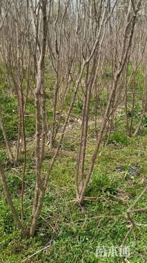 高度280厘米红花紫薇