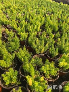 高度10厘米狐尾天门冬