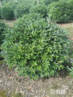 冠幅80厘米茶梅球