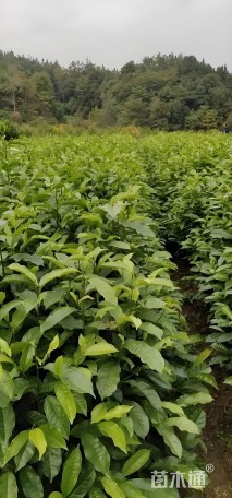 0.3公分乐昌含笑