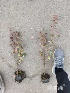 高度40厘米卫矛