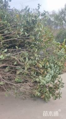 高度280厘米郁金香玉兰