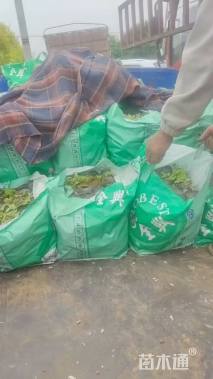 高度20厘米鸢尾