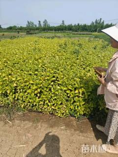 高度35厘米花叶锦带