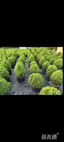 高度50厘米狐尾天门冬