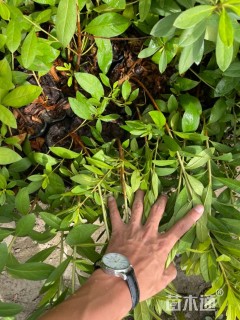 高度35厘米毛鹃小苗