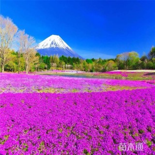 高度15厘米宿根植物-->丛生福禄考