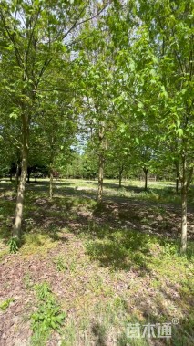 15公分美国红枫