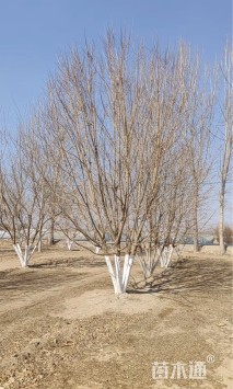 高度700厘米丛生五角枫