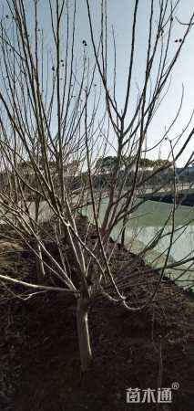 高度200厘米木芙蓉