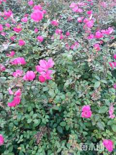 高度50厘米大花月季