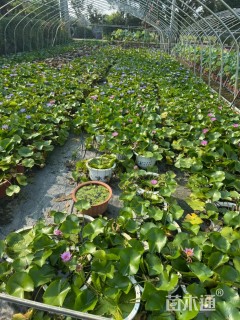 高度15厘米睡莲