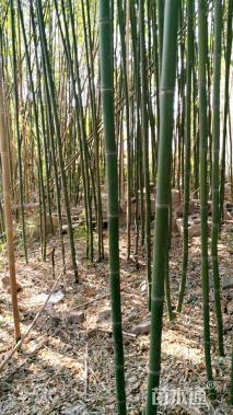5公分竹子