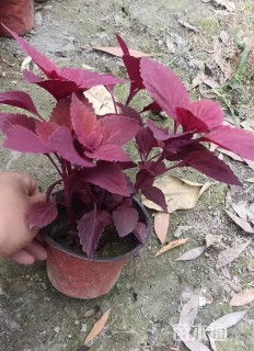 高度20厘米彩叶草