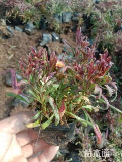 高度30厘米山桃草