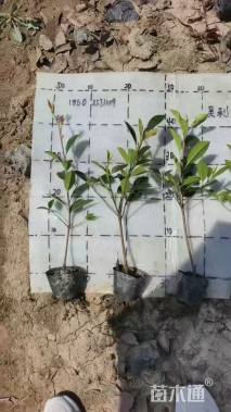 高度35厘米红叶石楠小苗