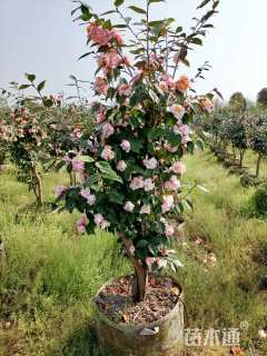 高度150厘米茶花