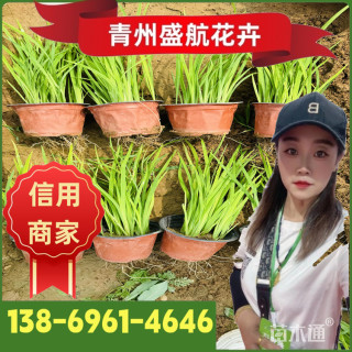 高度15厘米黄菖蒲